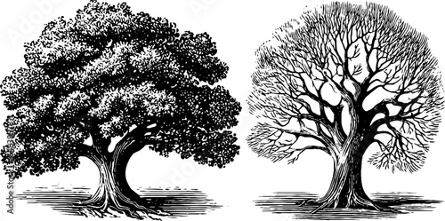 Black and white tree of life medallion design for artistic print and decoration