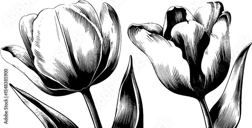Vintage tulip trio with curved stems and detailed petals for botanical decoration