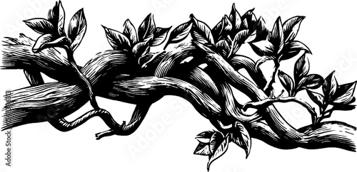 Wood elf druid weaving living vines illustration for fantasy design