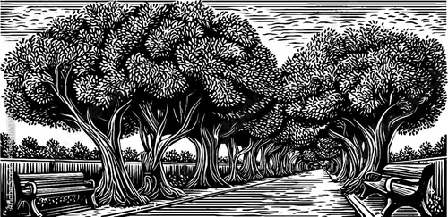 Serene tree lined promenade with benches in black and white for timeless tranquility