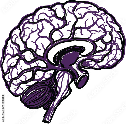 Human Brain Anatomy Vector Illustration Showing Cerebrum Cerebellum and Brainstem Structure in Purple and White Colors 