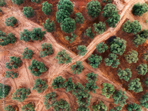 Aerial View of Olive Tree Plantation in Sunny Rural Landscape