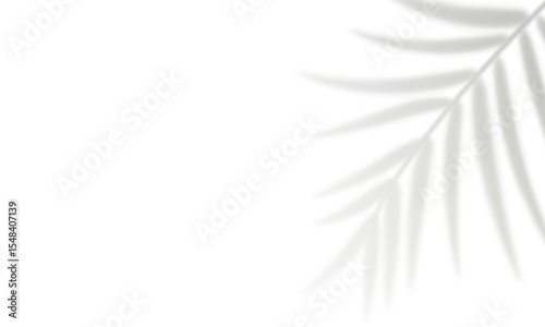Realistic tropical palm leaf shadow isolated on white background. Gray blurred palm branch shadows. Decorative design element for summer banner, flyer, poster. Overlay effect. Vector illustration