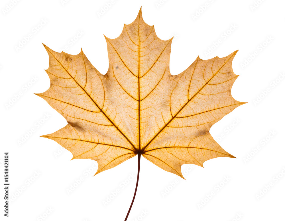 Obraz premium maple leaf isolated on white