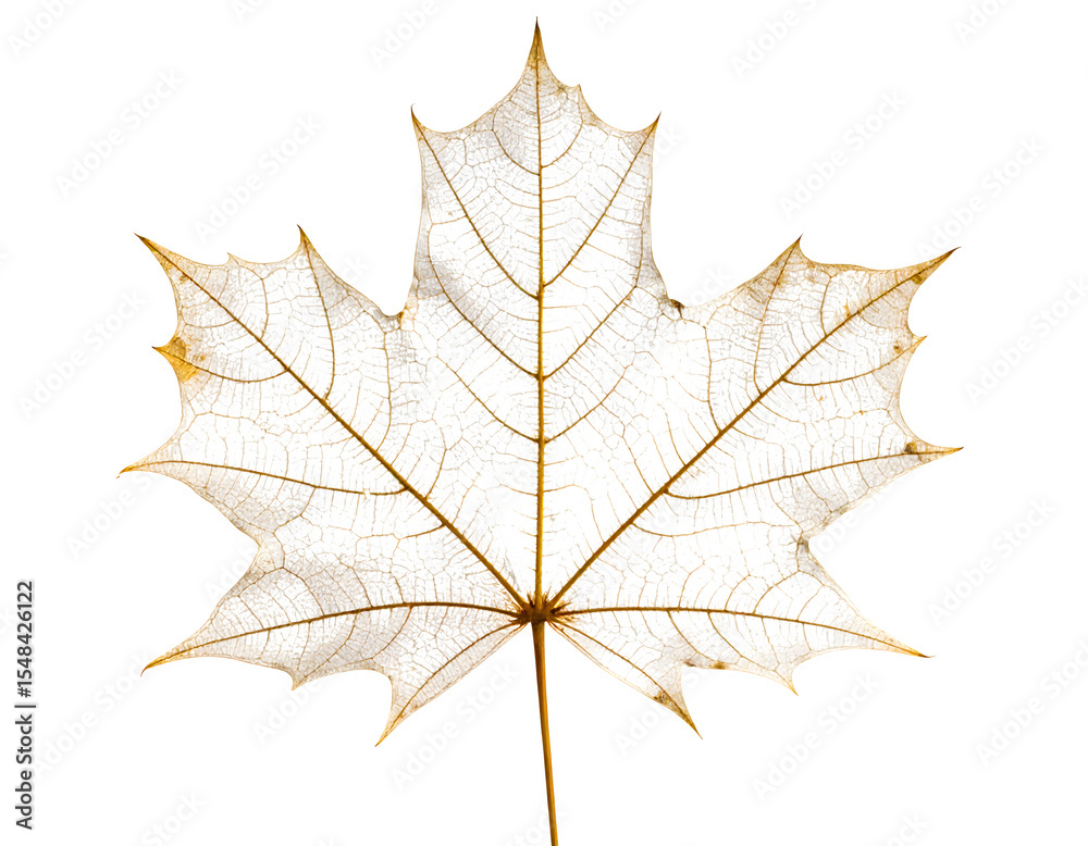 Fototapeta premium autumn maple leaf