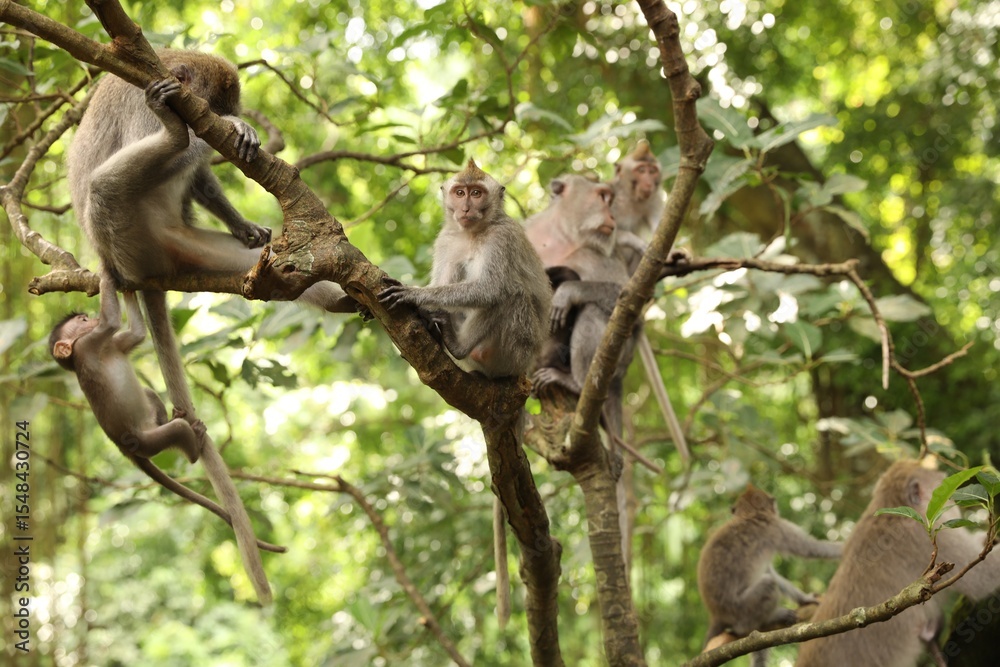 Obraz premium Cute monkeys sitting on tree in forest