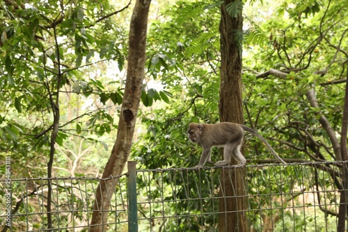 Cute monkey walking along mesh fence in park
