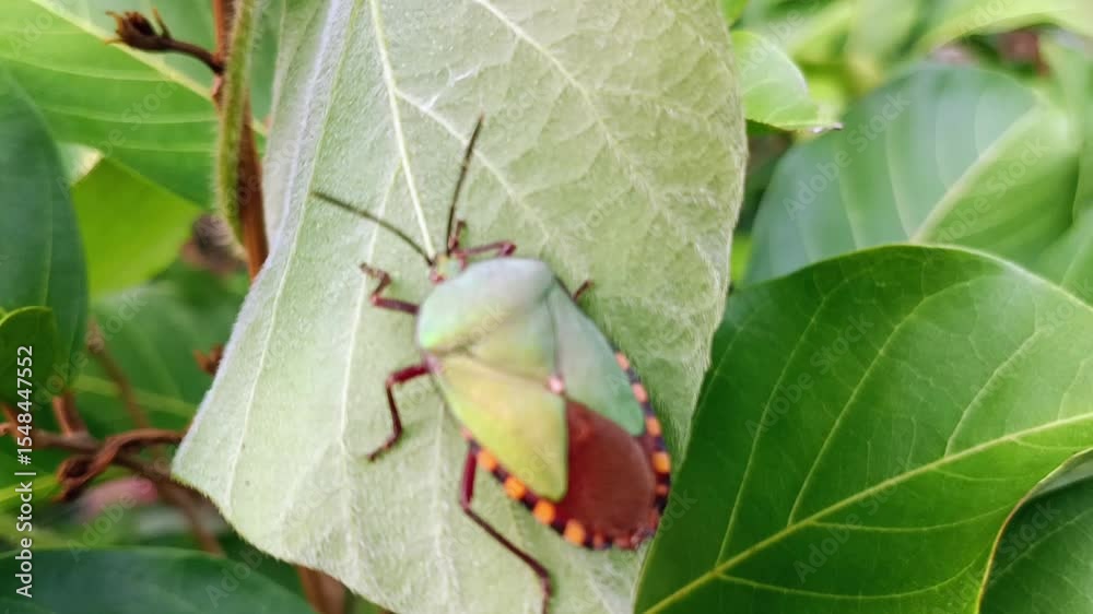 giant stink bug on leaf