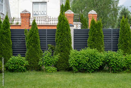Suburban Landscape: Residential Privacy Screen with Metal Fence, Brick Columns, and Manicured Evergreen Trees