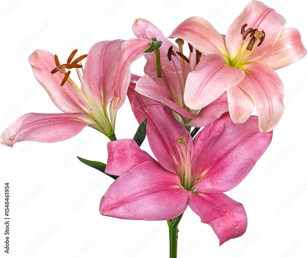 Fototapeta premium flor de lirio, flor, rosa, naturaleza, fábrica, azucena, primavera, florecer, beldad, ramo, floral, aislada, hojas, hermoso