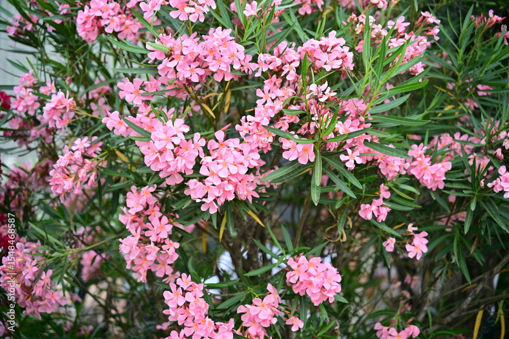 Obraz premium Oleandri in fiore