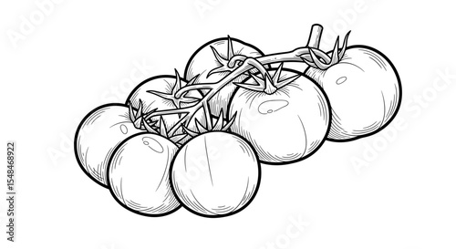Bunch of tomatoes on vine in black and white illustration style