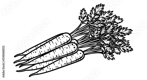 Bunch of carrots with green tops in black and white illustration style