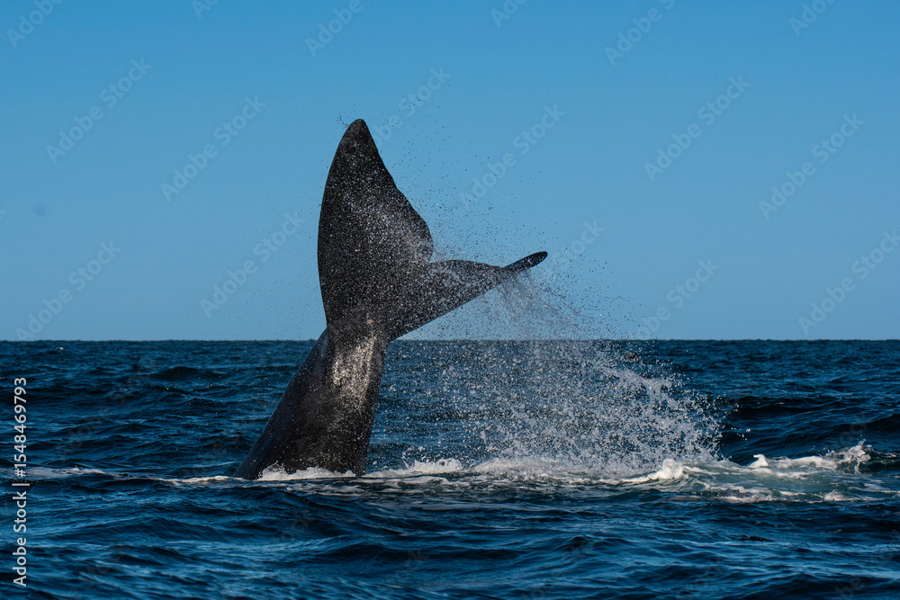 Fototapeta premium North Atlantic right whale tail lobtailing, endangered species.