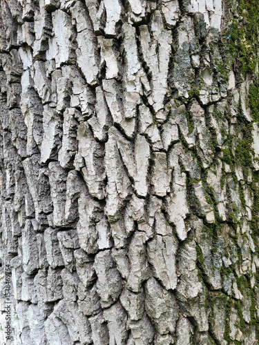 The background of the gray bark of an old tree.