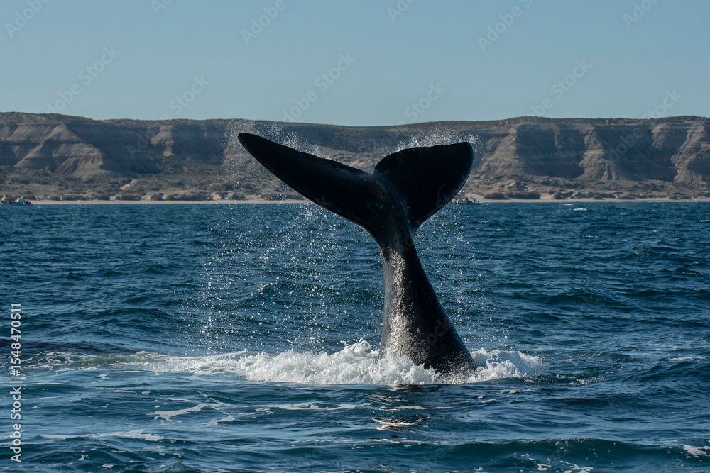 Fototapeta premium Sohutern right whale tail lobtailing, endangered species, Patagonia,Argentina