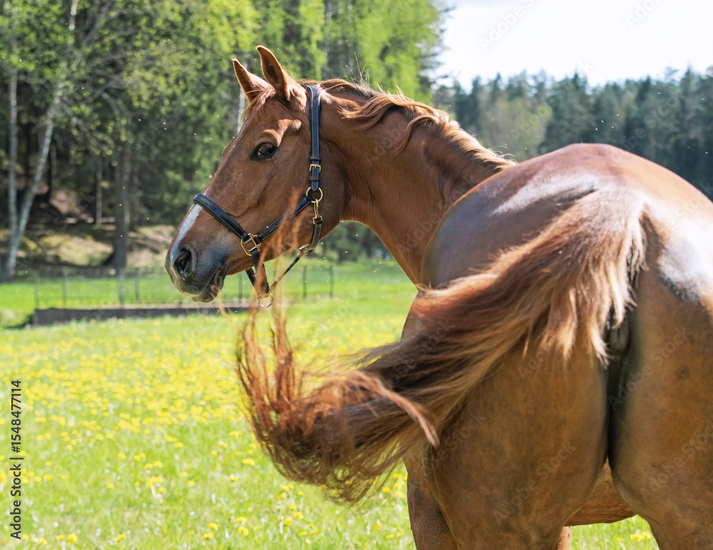 Obraz premium portrait of beautiful chestnut sportive mare against green grass field