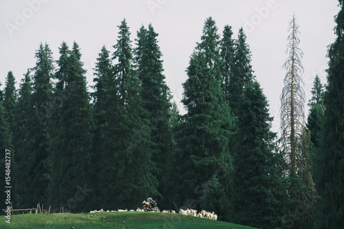 Serene Moments of a Shepherd in the Woods