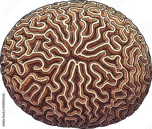 Brain Coral