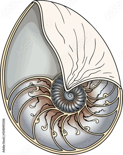 Nautilus Shell (Cross-section)