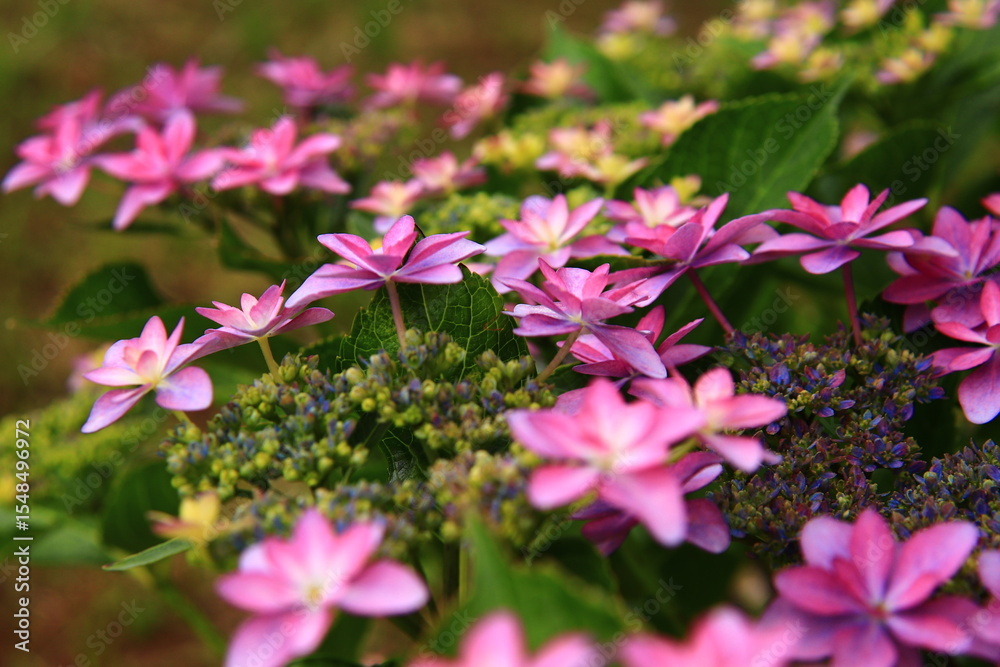 Obraz premium Hydrangea Macro Photography with Vivid Colors