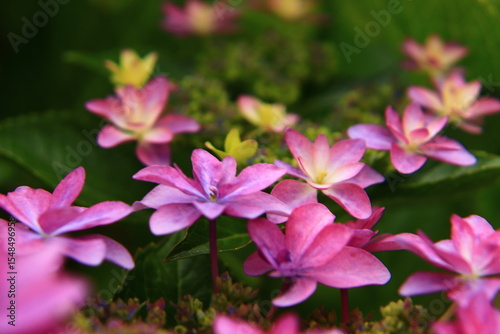 Hydrangea Macro Photography with Vivid Colors