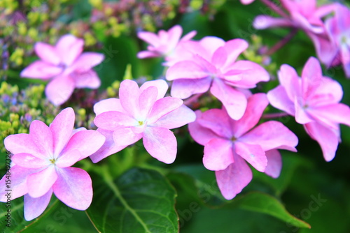 Hydrangea Macro Photography with Vivid Colors