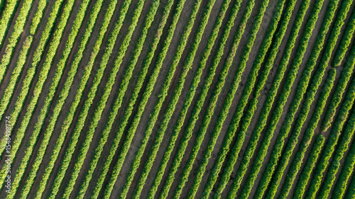 aerial top view of coffee plantation at dawn