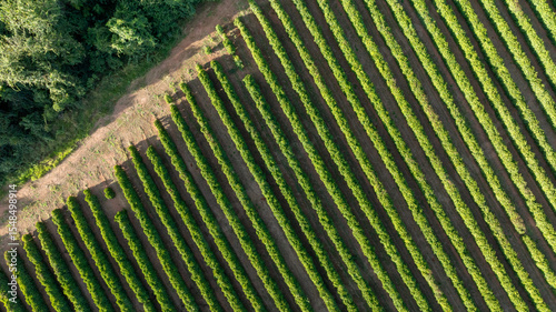 aerial top view of coffee plantation at dawn