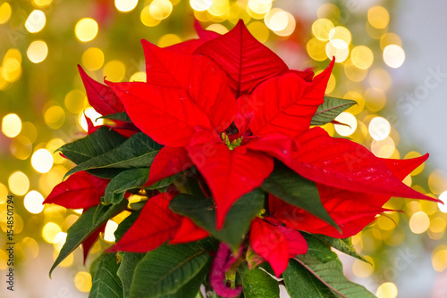 Poinsettia Plant.Red Poinsettia with gold Bokeh Background.Christmas star flower on a shining Christmas tree background.Festive symbolic Christmas flowers.Home decorating with flowers for the winter