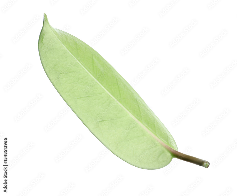 Fototapeta premium One green jasmine leaf isolated on white