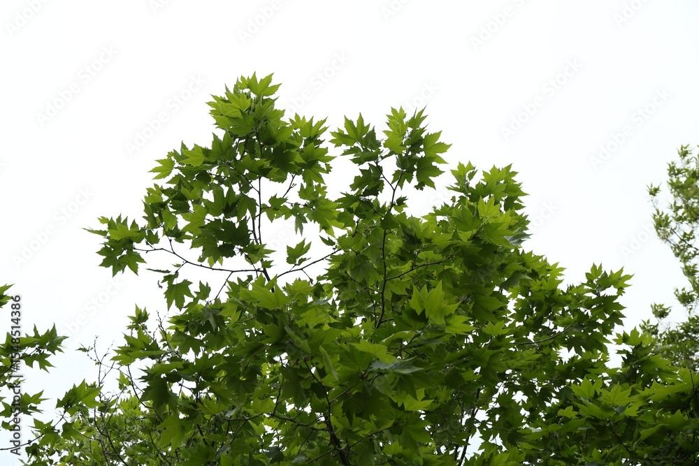 Fototapeta premium Tree branches with green leaves outdoors, low angle view