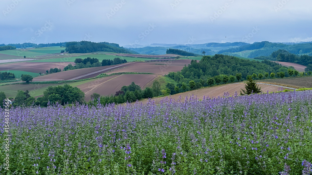 Fototapeta premium Furano