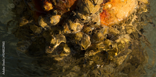 Tetraclita squamosa - Thatched barnacle. Balanus (Balanomorpha) is a genus of barnacles in the family Balanidae of the subphylum Crustacea.