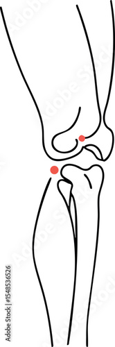 Human knee joint anatomy with highlighted pain points vector illustration 