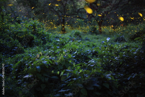 Fireflies in the bush at night at Prachinburi, Thailand. Bokeh light of firefly flying in forest night time
