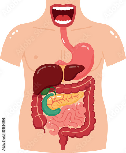Human digestive system anatomy illustration with mouth esophagus stomach liver pancreas intestines vector educational 