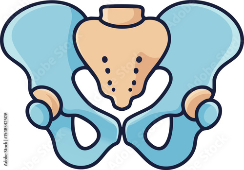 Human pelvic bone anatomy vector illustration with blue and beige colors medical education design 