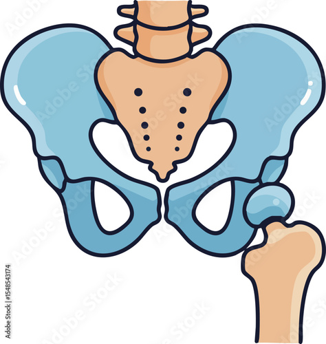Human pelvis bone anatomy vector illustration with lumbar spine and femur joints detailed design 