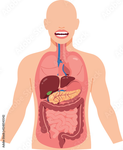 Human Digestive System Anatomy Illustration Showing Internal Organs and Tract 