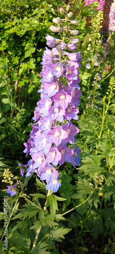 Beautiful delphinium flower blooms in the garden. Perennial plant, park, nature, landscape design