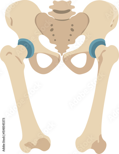 Human pelvic bone anatomy with femur bones medical illustration vector