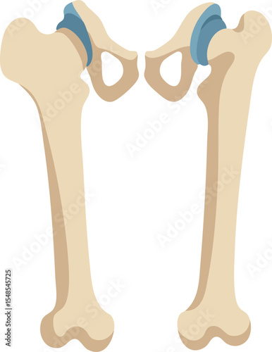 Human Hip Bone Anatomy with Pelvic Joint Vector Illustration for Medical Education and Study 