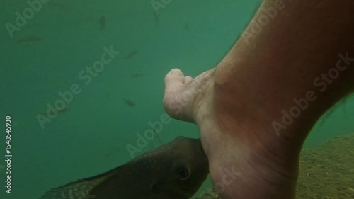 Feet underwater with fish during tropical fish spa therapy