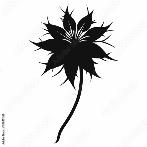 Love-in-a-Mist flower on white background 