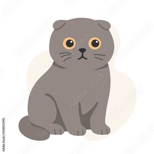 Scottish fold cat with rounded face and folded ears sits quietly. This scottish fold cat design highlights classic features of scottish fold cat breed.
