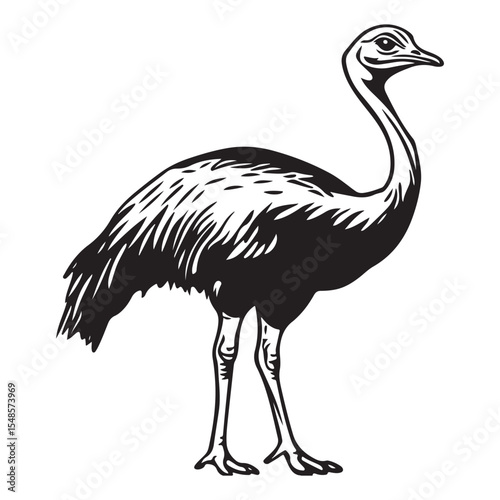 Minimal ostrich bird vector silhouette, Ostrich Standing Body upright long neck stretched legs straight tail resting, full length silhouette black vector illustration 