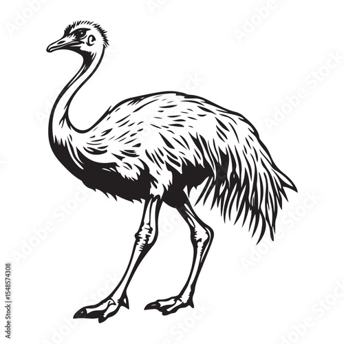 Minimal ostrich bird vector silhouette, Ostrich Standing Body upright long neck stretched legs straight tail resting, full length silhouette black vector illustration 