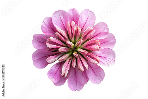 Pink clover flower isolated on a transparent background