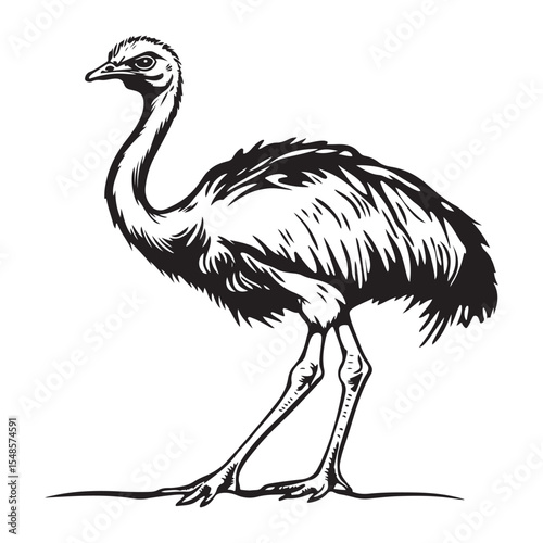 Minimal ostrich bird vector silhouette, Ostrich Standing Body upright long neck stretched legs straight tail resting, full length silhouette black vector illustration 